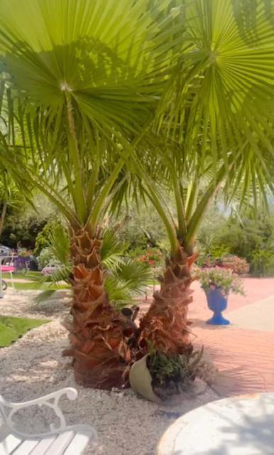 Il Bouganville Oristano Bagian luar foto